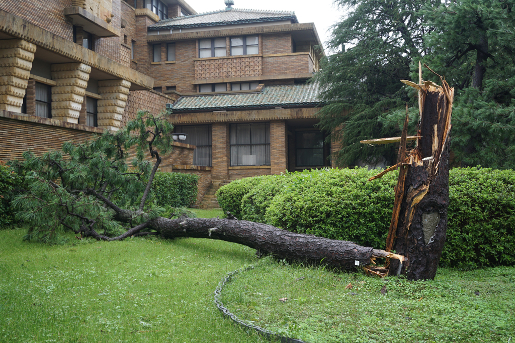 台風21号により倒壊した南庭園の由緒ある松