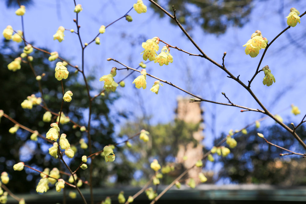 薄黄色の可愛い花をたくさん咲かせるヒュウガミズキ（日向水木）