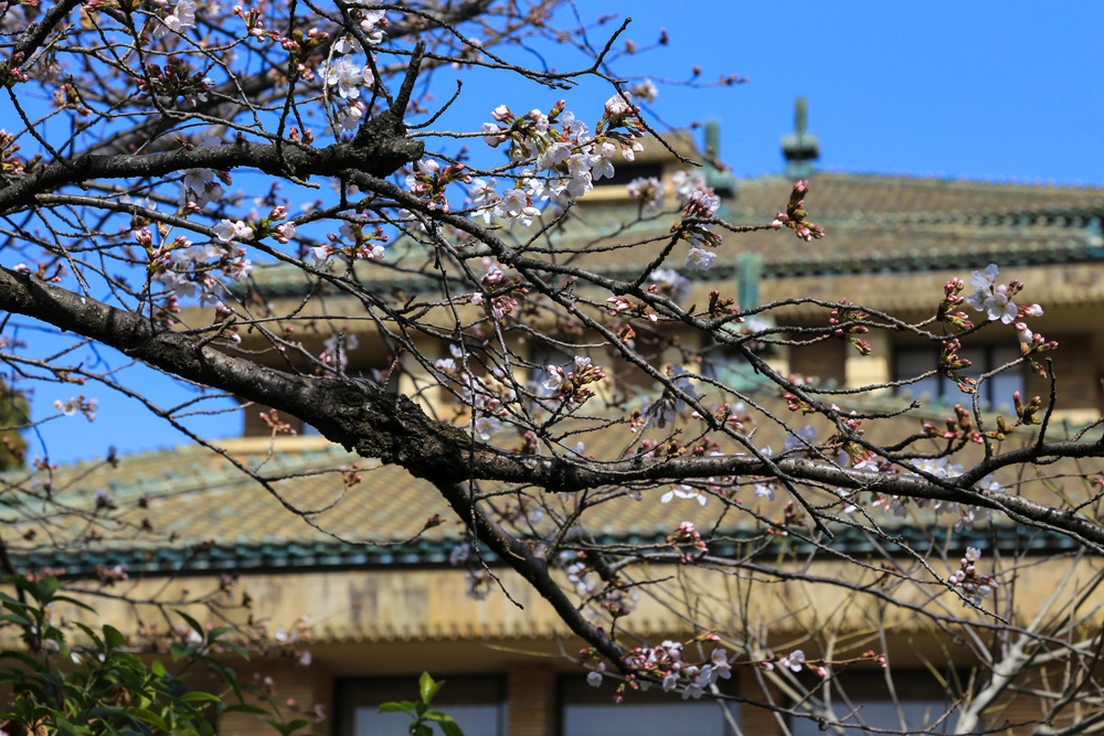 甲子園会館のサクラも開花宣言　3月19日の状況です