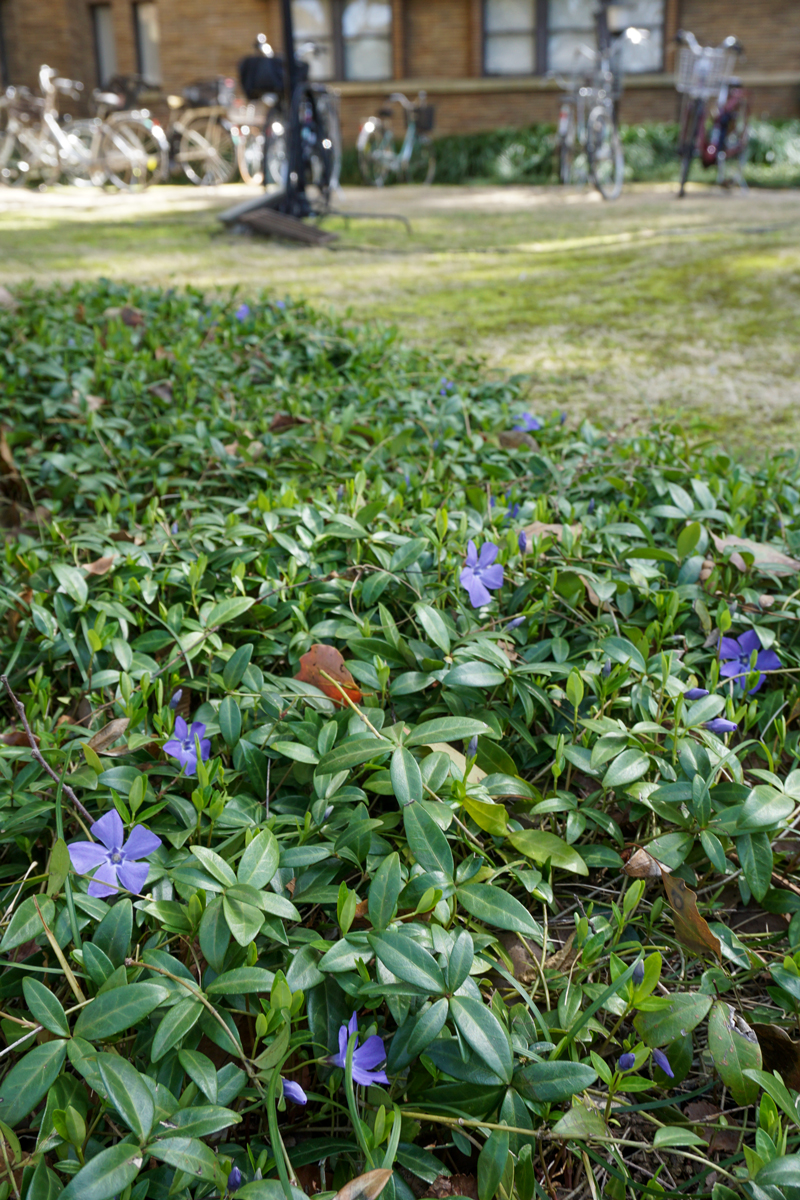 ツルニチニチソウ（蔓日々草）の青紫色の花