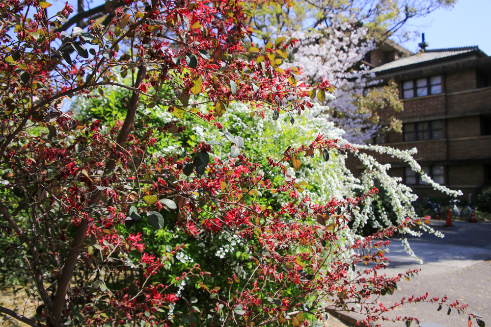甲子園会館北側では、ベニバナトキワマンサク（紅花常磐満作）、ユキヤナギ（雪柳）、サクラが重なって咲いています　3月26日