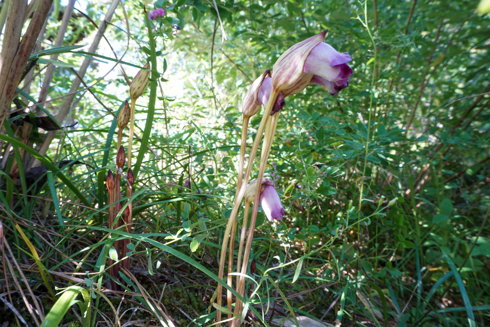 ススキの根元ではナンバンギセルが今年も咲きました