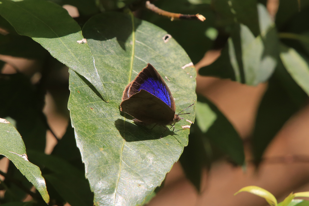 青紫の鮮やかな翅をもつムラサキシジミ