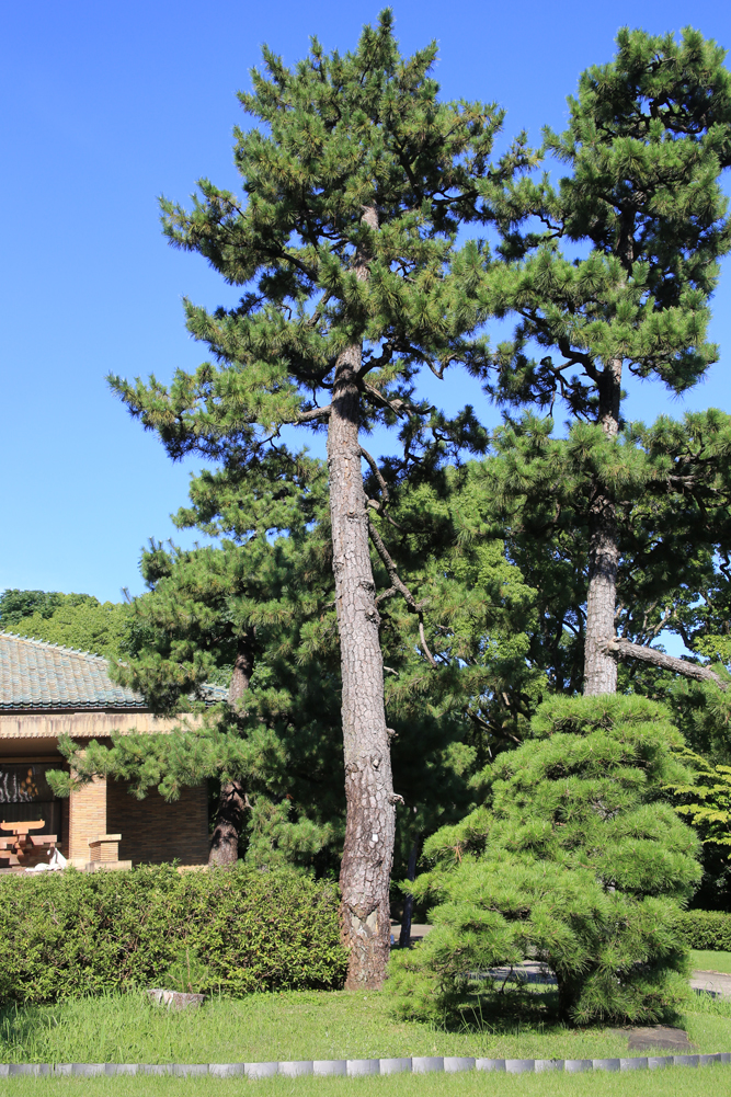 甲子園会館南庭園の中央部には松脂を採った傷跡が残る3本の松があります