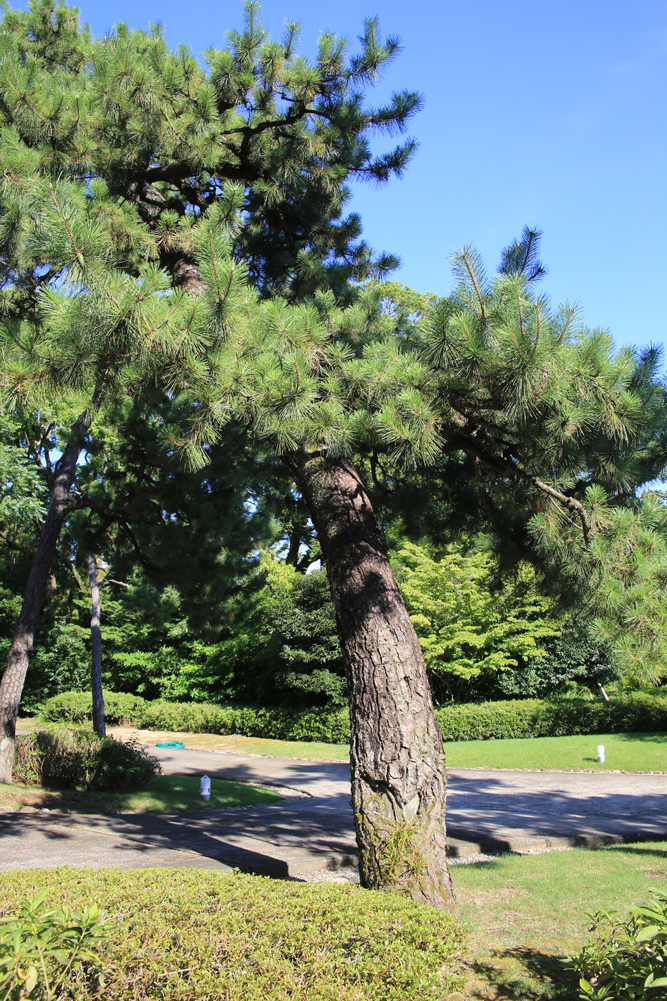 甲子園会館南庭園の中央部には松脂を採った傷跡が残る3本の松があります