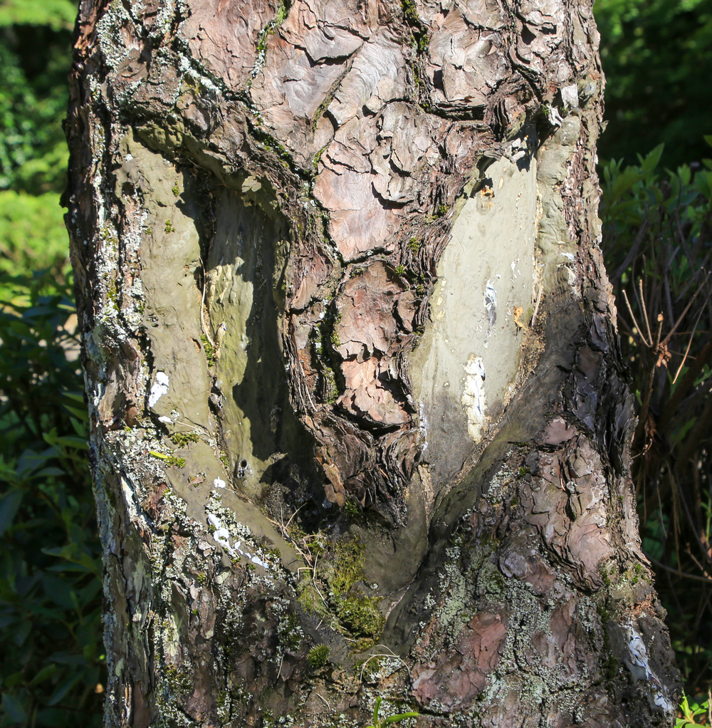 甲子園会館南庭園、東ウィング前にもハート型の傷跡が残る1本の松があります