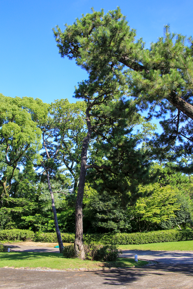 甲子園会館南庭園、東ウィング前にもハート型の傷跡が残る1本の松があります