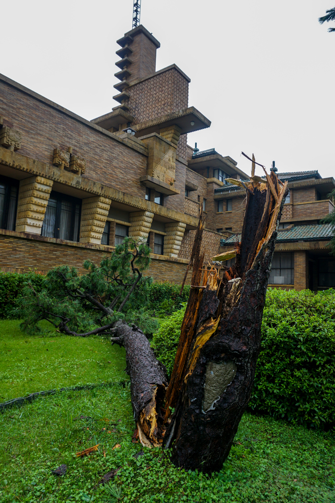 台風により倒壊、喪失した松脂採集の跡が残る松
