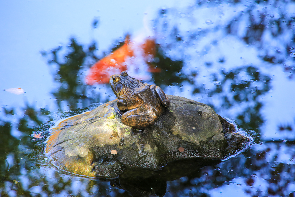 晩秋のある日、大きなカエルが池の石に座っていました